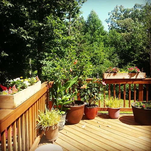 Bringing Nature to Your Deck