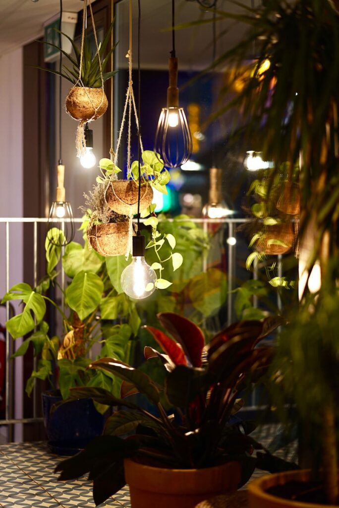 What are the best hanging plants for a patio